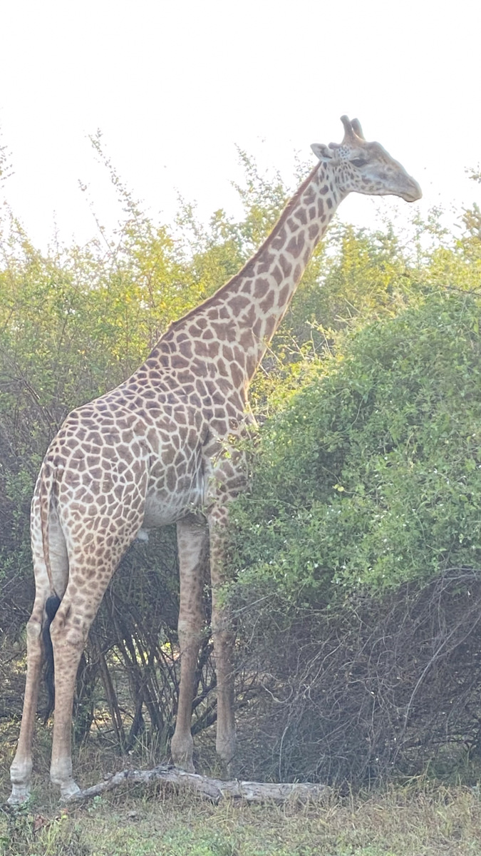Zambia